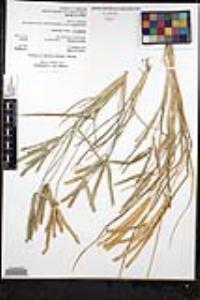 Eleusine africana image