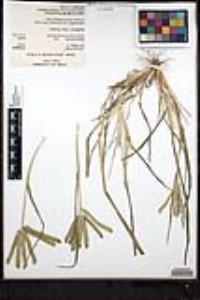 Eleusine africana image