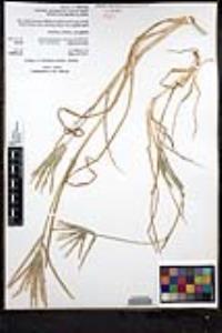 Eleusine africana image