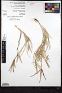 Eleusine africana image