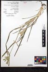 Eleusine africana image