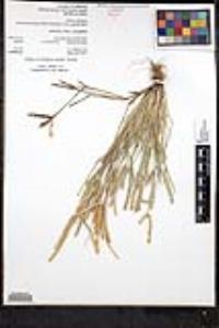 Eleusine africana image