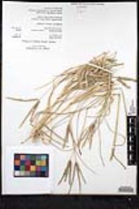 Eleusine africana image