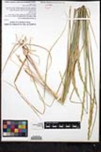 Elymus triticoides image