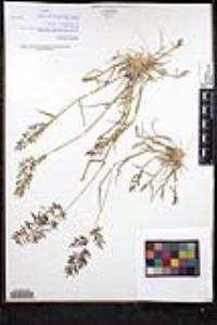 Eragrostis minor image