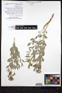 Amsonia tomentosa image