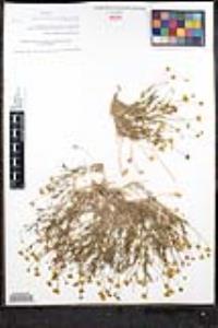 Thymophylla pentachaeta image