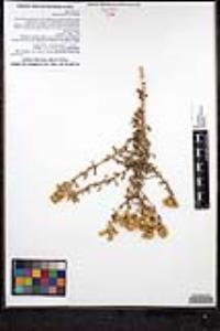 Isocoma menziesii var. menziesii image