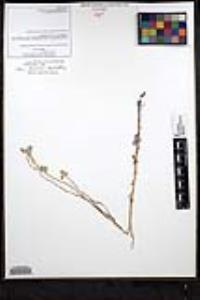 Cryptantha clevelandii image