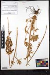 Lupinus excubitus subsp. hallii image