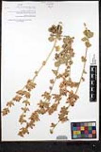 Malacothamnus orbiculatus image