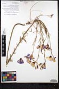 Clarkia cylindrica subsp. clavicarpa image