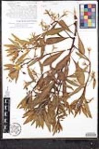 Ludwigia peploides image