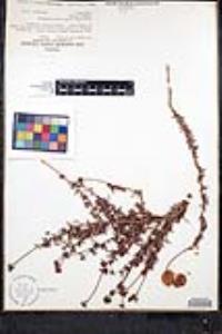 Eriogonum fasciculatum var. foliolosum image