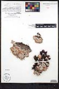 Eriogonum kennedyi image