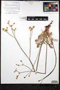 Eriogonum nudum var. westonii image