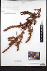 Rumex dentatus image