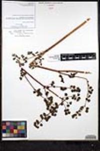 Thalictrum polycarpum image