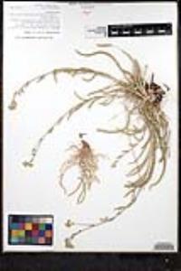 Ivesia kingii var. kingii image