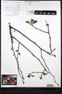 Rosa gymnocarpa var. serpentina image