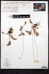 Parnassia cirrata image