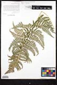 Dryopteris arguta image