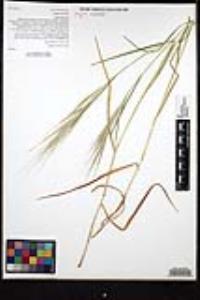 Bromus diandrus image