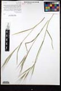 Bromus diandrus image