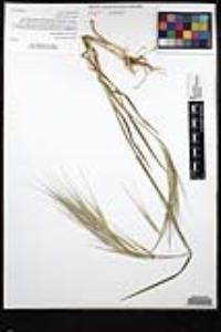 Bromus diandrus image