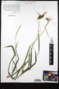 Elymus glaucus subsp. glaucus image