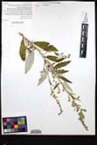 Artemisia douglasiana image