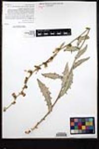 Stephanomeria cichoriacea image