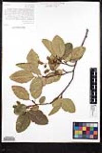 Alnus rhombifolia image