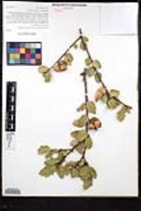 Quercus wislizeni image