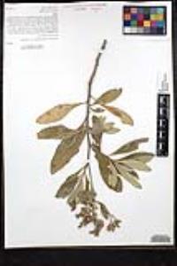 Eriodictyon crassifolium image
