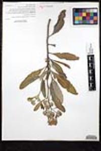 Eriodictyon crassifolium var. nigrescens image