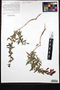 Epilobium canum subsp. latifolium image