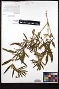 Diplacus longiflorus image