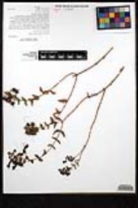 Keckiella cordifolia image