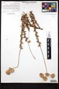 Eriogonum fasciculatum image