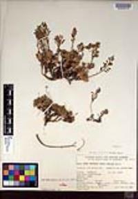 Draba saxosa image