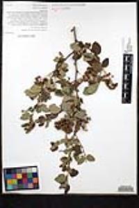Ceanothus oliganthus var. oliganthus image