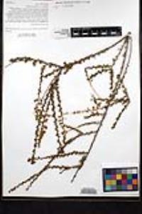 Adenostoma fasciculatum var. fasciculatum image