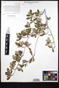 Cercocarpus montanus var. glaber image