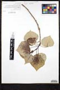 Populus trichocarpa image