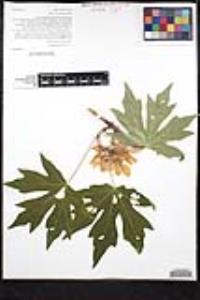 Acer macrophyllum image