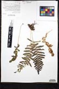 Polypodium californicum image