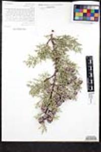 Cupressus arizonica var. nevadensis image