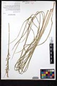 Juncus ensifolius var. montanus image