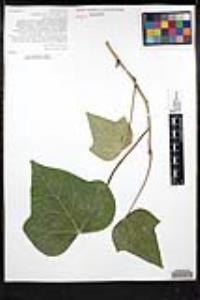 Hedera canariensis image